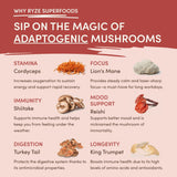 Mushroom Chai C51A4