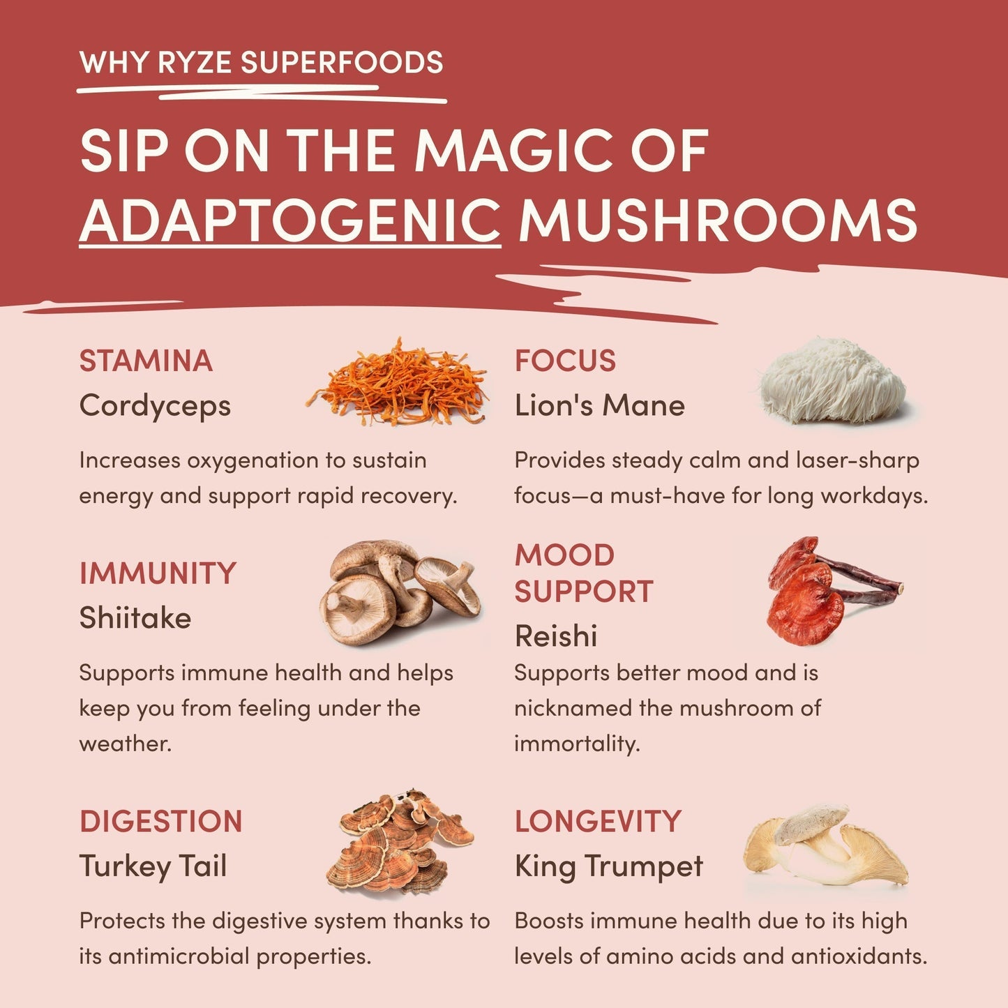 Mushroom Chai C51A4