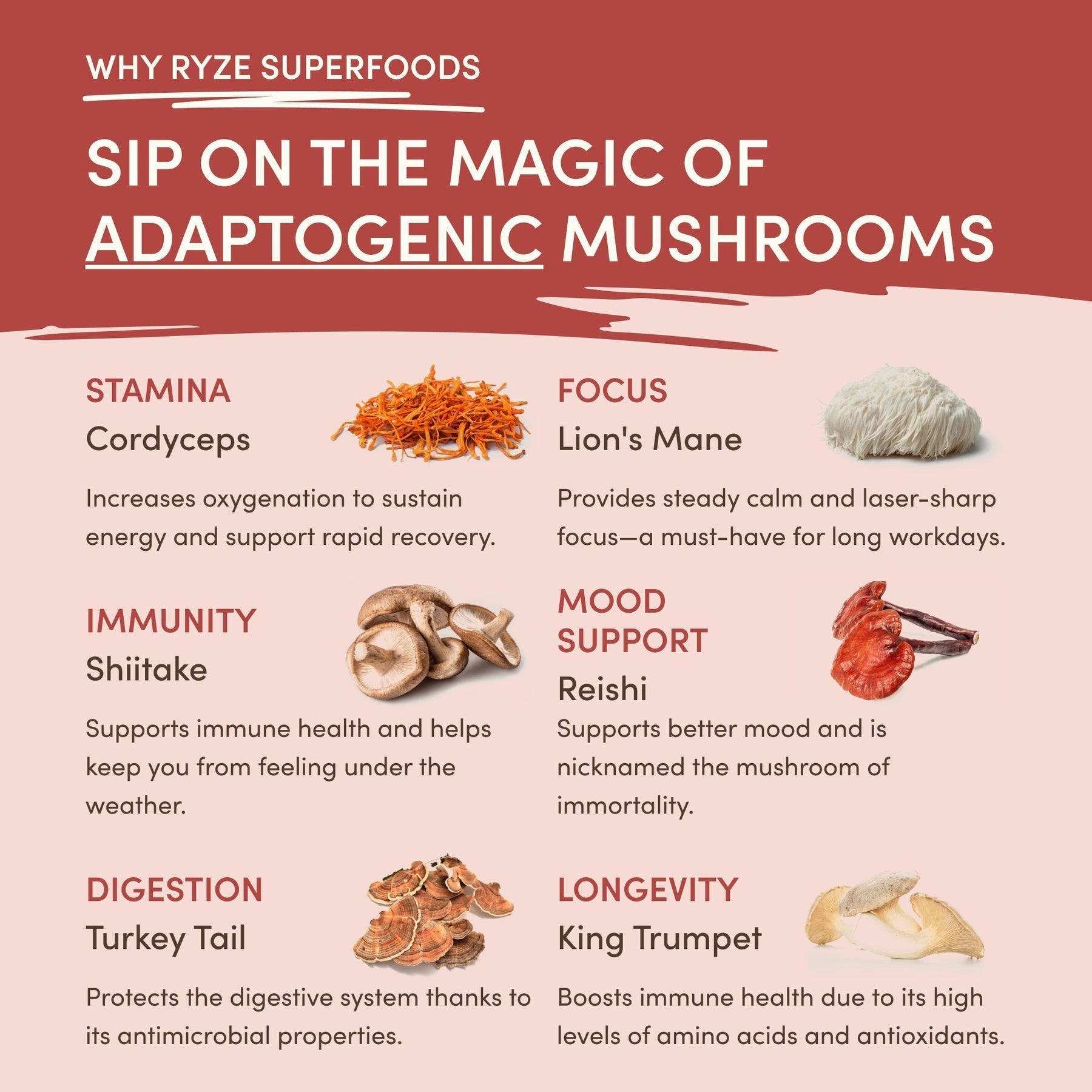Mushroom Chai C51A4